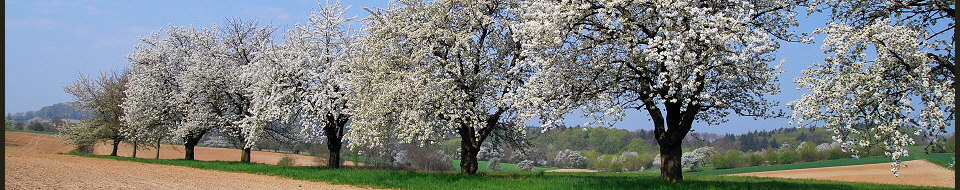 Mein Bruchsaler Hgelland. Frhling oberhalb des Eichelberges, auf dem Weg nach Obergrombach.