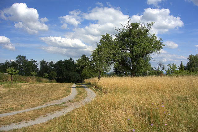 Sommer am Rotenberg. Naherholungsgebiet der Stadt Bruchsal.  Bei Bruchsal beginnt der Kraichgau. (c) Foto Dieter Mller